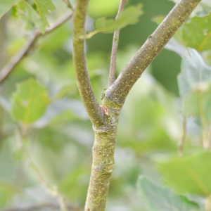  - Quercus faginea subsp. baetica (Webb) Maire [1931]