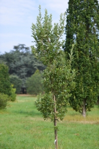 Laurent JOYEUX, le 10 septembre 2012 (Rocquencourt (Arboretum de Chèvreloup))