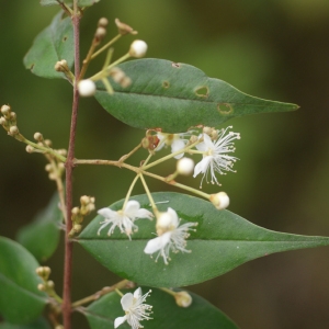 Photographie n°90065 du taxon Eugenia Mich. ex L. [1753]