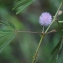  Liliane Roubaudi - Mimosa pudica L.