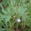  Liliane Roubaudi - Mimosa pudica L.