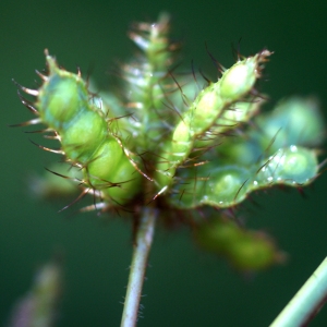 Photographie n°90080 du taxon Mimosa pudica L.