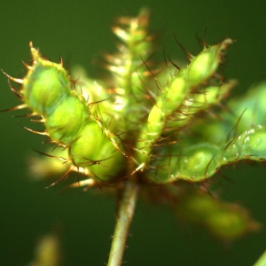  - Mimosa pudica L.