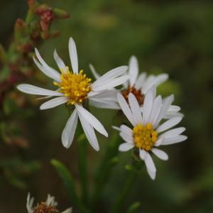 Photographie n°90087 du taxon Aster tripolium L. [1753]