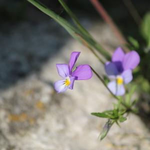 Photographie n°90088 du taxon Viola curtisii E.Forst. [1831]