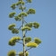  Gisèle Arliguie - Agave americana L. [1753]