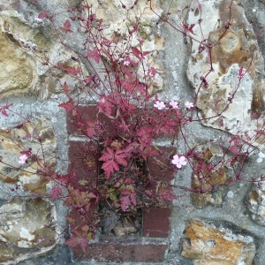 Photographie n°90099 du taxon Geranium robertianum subsp. robertianum