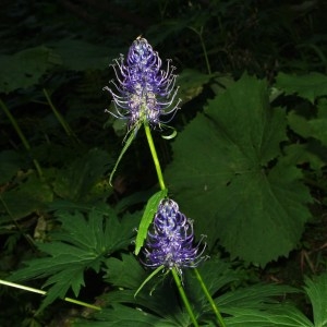 Rapunculus ovatus Bubani (Raiponce ovale)