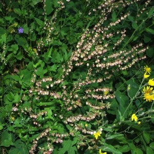Photographie n°90111 du taxon Rumex acetosella L. [1753]