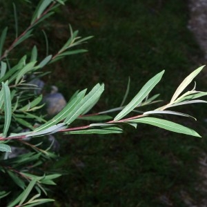 Photographie n°90112 du taxon Salix purpurea L. [1753]