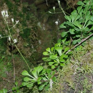  - Saxifraga cuneifolia L. [1759]