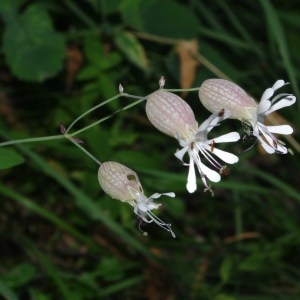 Photographie n°90116 du taxon Silene vulgaris (Moench) Garcke [1869]