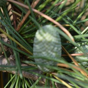 Photographie n°90305 du taxon Cedrus deodara (Roxb. ex D.Don) G.Don [1830]