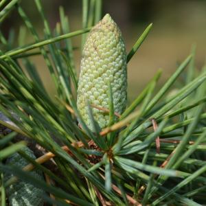 Photographie n°90311 du taxon Cedrus deodara (Roxb. ex D.Don) G.Don [1830]