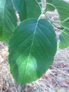 Souheil Selmi, le 10 septembre 2012 (Rocquencourt (Arboretum de chèvreloup))