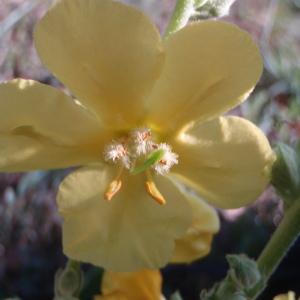 Photographie n°90361 du taxon Verbascum phlomoides L. [1753]