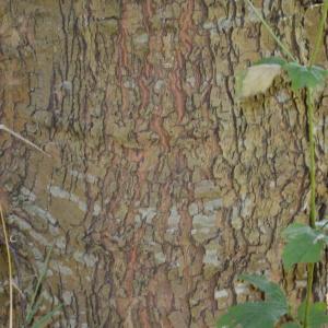 Photographie n°90570 du taxon Platanus orientalis L. [1753]