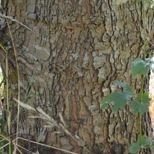 Photographie n°90571 du taxon Platanus orientalis L. [1753]