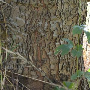 Photographie n°90572 du taxon Platanus orientalis L. [1753]