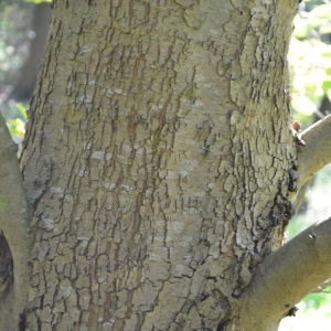 Photographie n°90573 du taxon Platanus orientalis L. [1753]