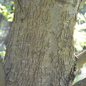 Photographie n°90574 du taxon Platanus orientalis L. [1753]