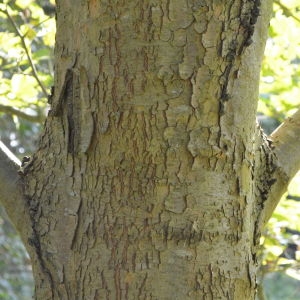 Photographie n°90576 du taxon Platanus orientalis L. [1753]