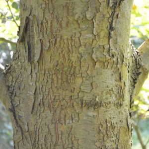 Photographie n°90577 du taxon Platanus orientalis L. [1753]