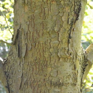 Photographie n°90578 du taxon Platanus orientalis L. [1753]