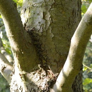 Photographie n°90579 du taxon Platanus orientalis L. [1753]