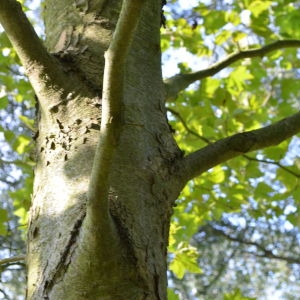 Photographie n°90583 du taxon Platanus orientalis L. [1753]