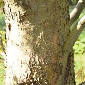 Photographie n°90592 du taxon Platanus orientalis L. [1753]