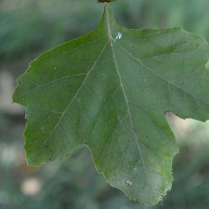 Photographie n°90594 du taxon Platanus orientalis L. [1753]