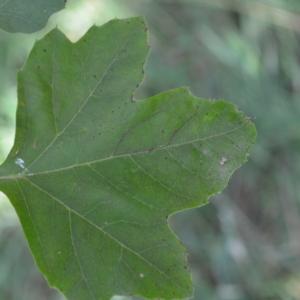 Photographie n°90596 du taxon Platanus orientalis L. [1753]