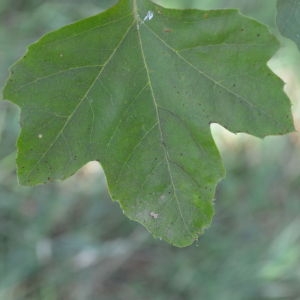 Photographie n°90599 du taxon Platanus orientalis L. [1753]