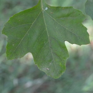 Photographie n°90601 du taxon Platanus orientalis L. [1753]