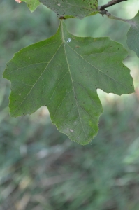 Ouertani-Litayem SALOUA, le 10 septembre 2012 (Rocquencourt (Arboretum de Chèvreloup))