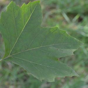 Photographie n°90605 du taxon Platanus orientalis L. [1753]