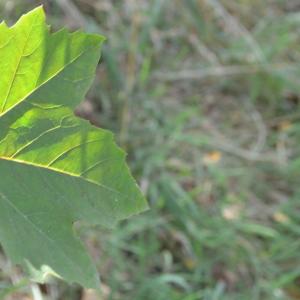 Photographie n°90606 du taxon Platanus orientalis L. [1753]