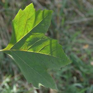 Photographie n°90607 du taxon Platanus orientalis L. [1753]