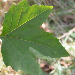 Photographie n°90608 du taxon Platanus orientalis L. [1753]