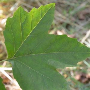 Photographie n°90609 du taxon Platanus orientalis L. [1753]