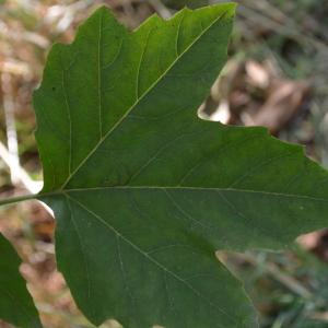 Photographie n°90610 du taxon Platanus orientalis L. [1753]