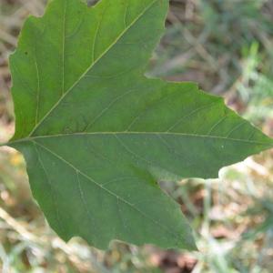 Photographie n°90612 du taxon Platanus orientalis L. [1753]