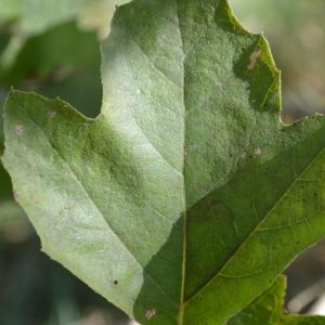 Photographie n°90614 du taxon Platanus orientalis L. [1753]