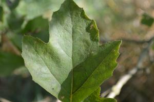 Ouertani-Litayem SALOUA, le 10 septembre 2012 (Rocquencourt (Arboretum de Chèvreloup))