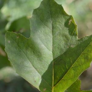 Photographie n°90615 du taxon Platanus orientalis L. [1753]