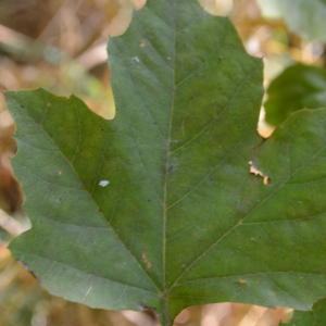 Photographie n°90617 du taxon Platanus orientalis L. [1753]