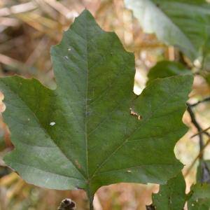 Photographie n°90619 du taxon Platanus orientalis L. [1753]