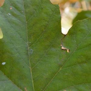 Photographie n°90620 du taxon Platanus orientalis L. [1753]