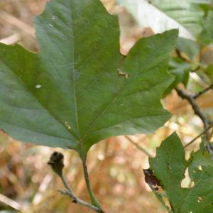 Photographie n°90621 du taxon Platanus orientalis L. [1753]